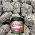 Watermelon Sherbert - Hybrid